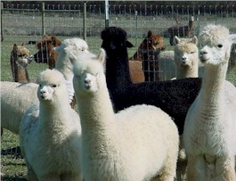 AdoraBella Alpacas