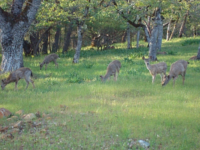 Deer in Colonial Valley